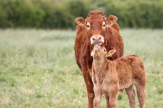 Whitby Compassionate Food joins Farndale Show - Monday 28th August
