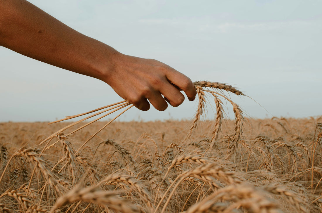 Lammas at The Dispensary